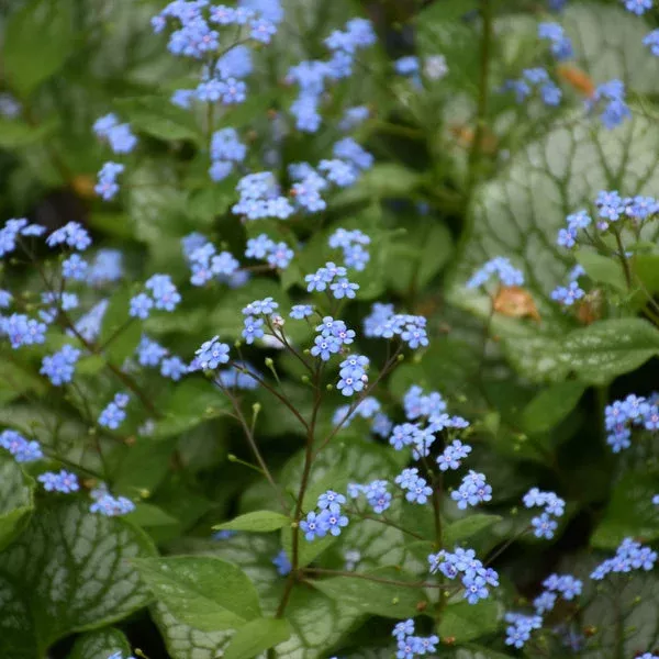 Sea Heart Bugloss