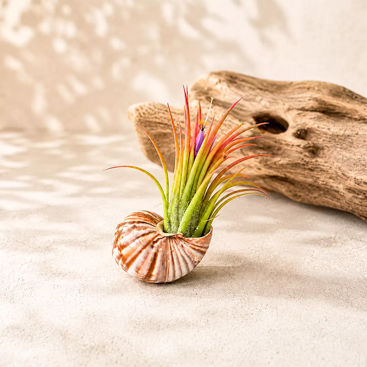 Seashell Magnet with Tillandsia Air Plant (single)