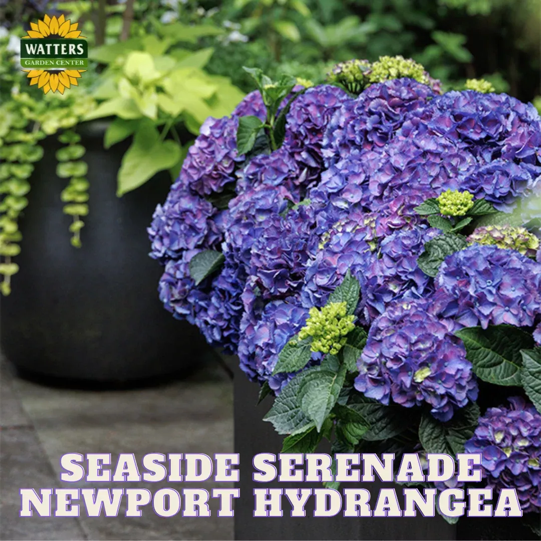 SEASIDE SERENADE NEWPORT HYDRANGEA 5gal