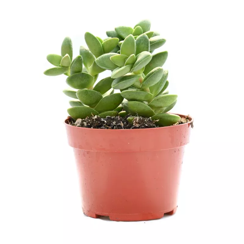 Sedum Adolphii Golden