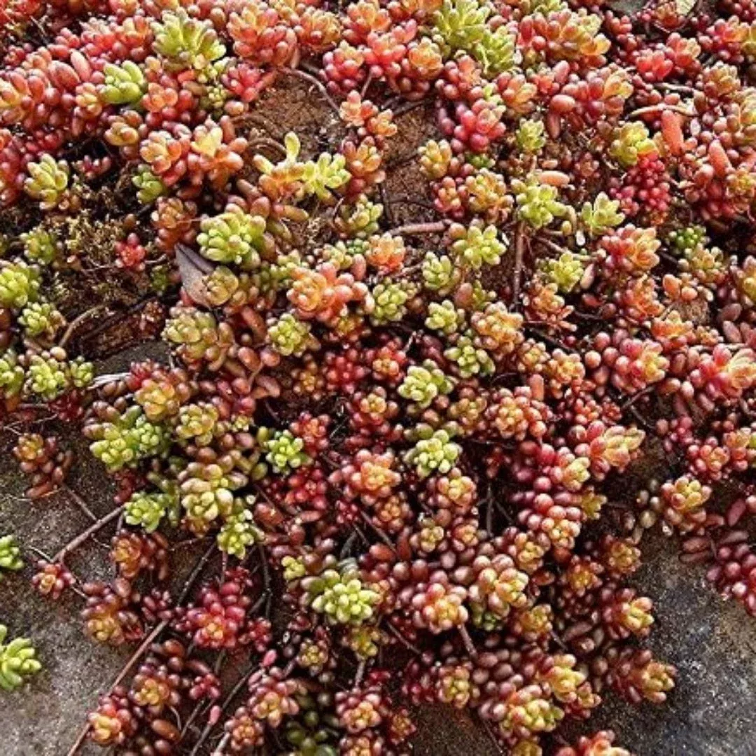 Sedum Album ‘Coral Carpet’ – [EG]