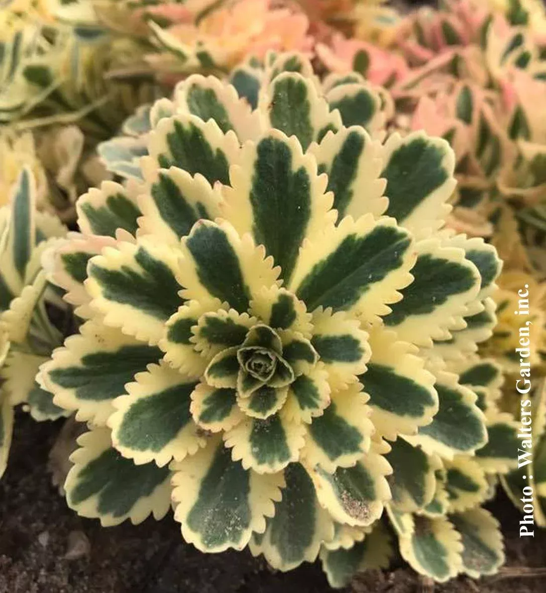 Sedum ‘Atlantis’