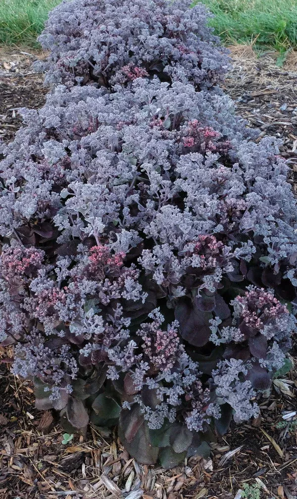 Sedum ‘Back in Black’ PP 33,632