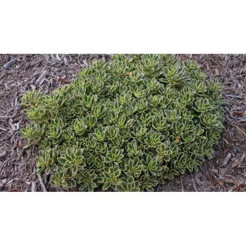 Sedum Boogie Woogie PP 31767