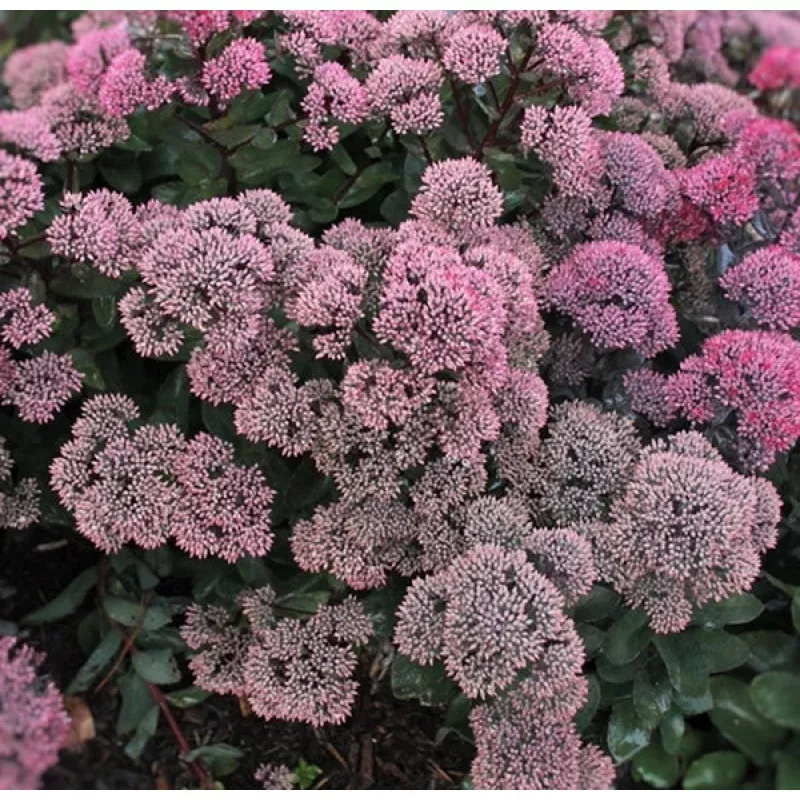 Sedum Dynomite PP 24722