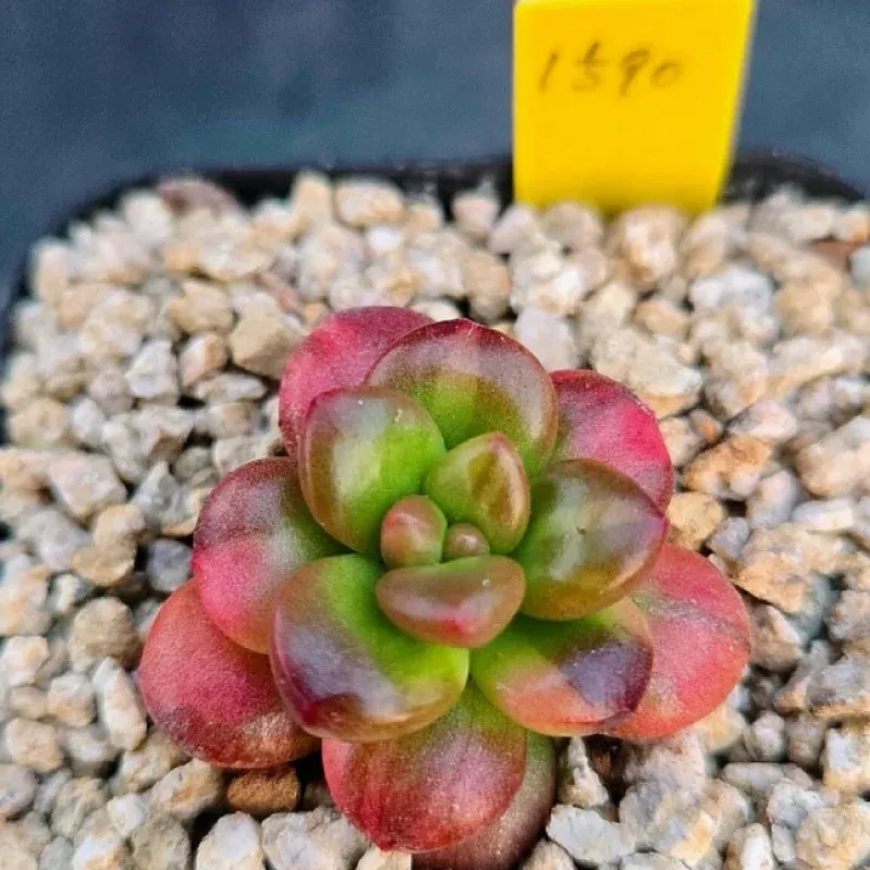Sedum Lucidum Obesum, Variegata