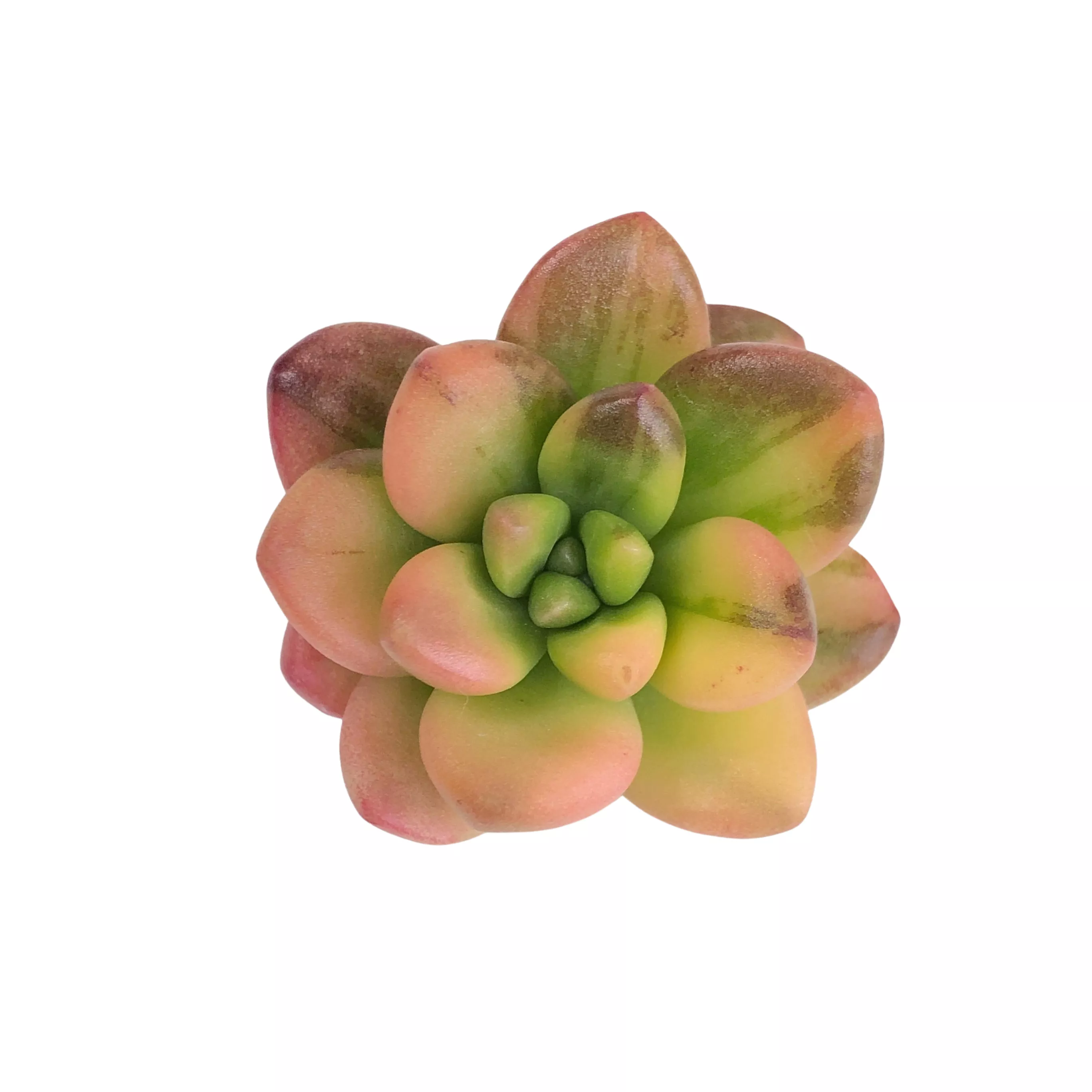 Sedum Lucidum Obesum, Variegated