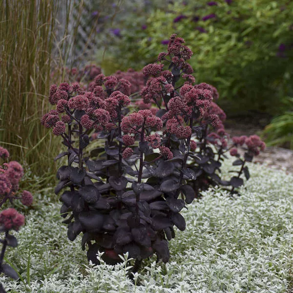 Sedum ‘Night Embers’