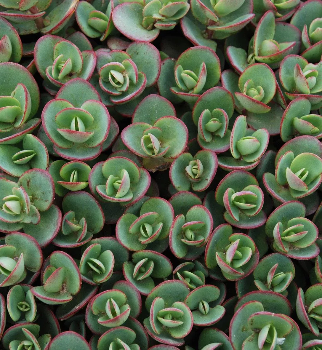 Sedum SunSparkler ‘Lime Zinger’
