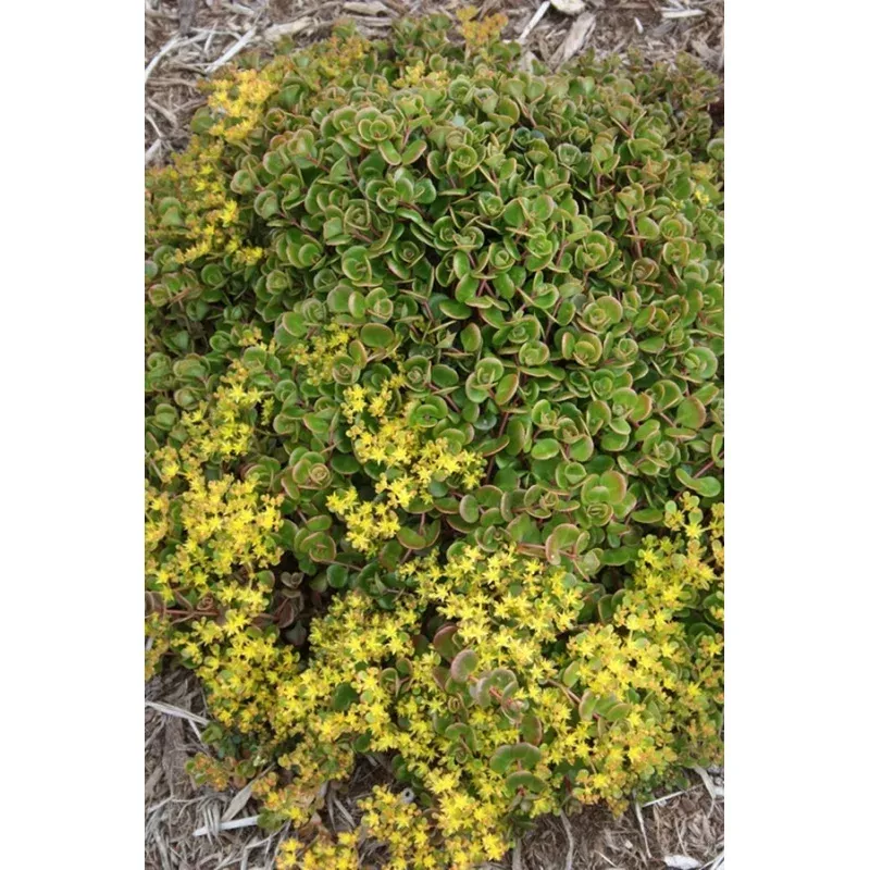 Sedum tetractinum