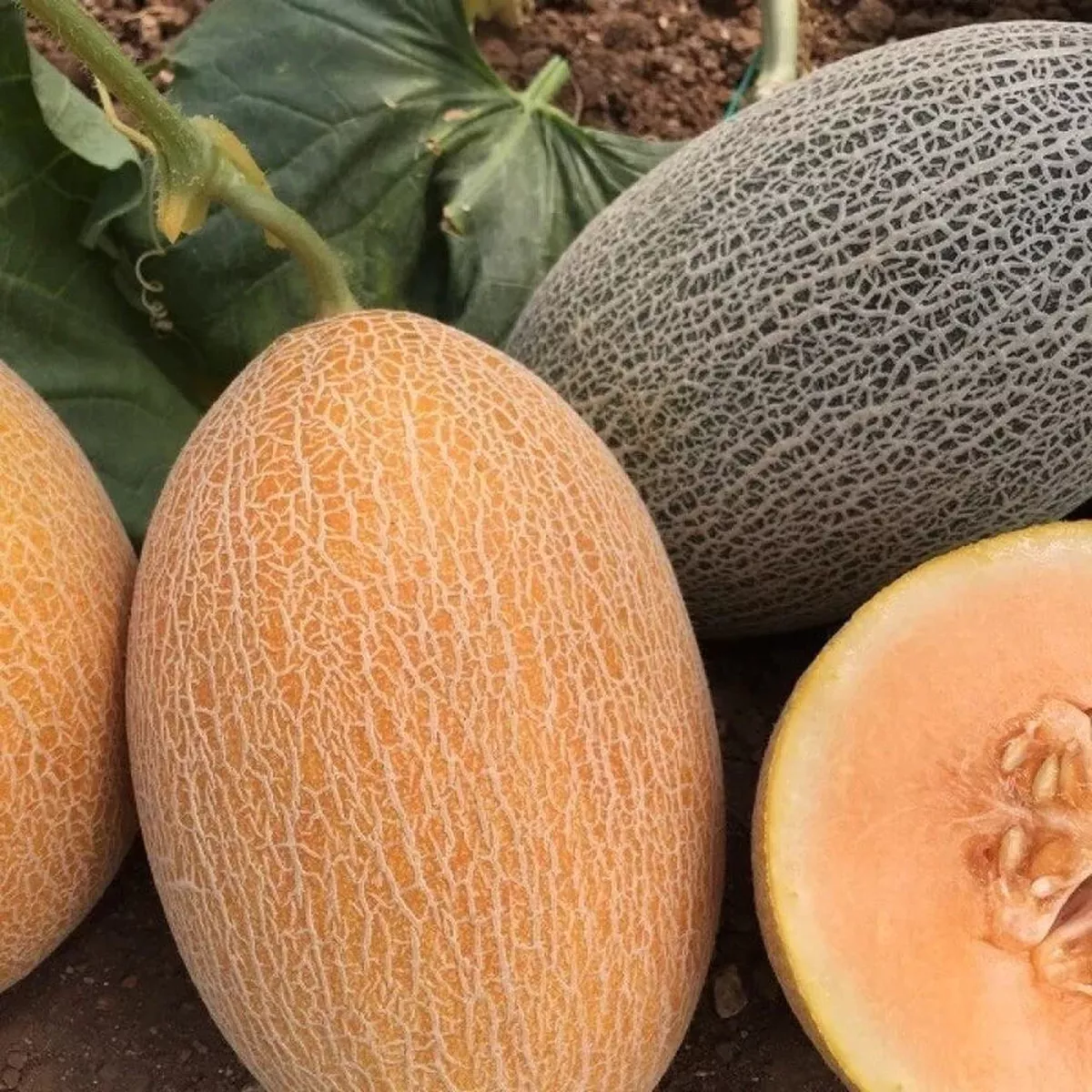 Semences de Melon Ananas CASTRO F1