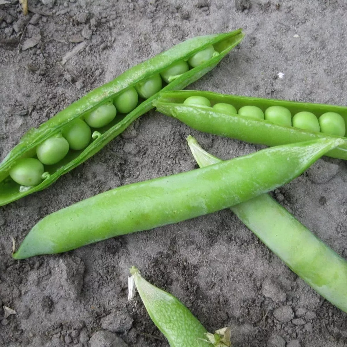 Semences de Poiscosser*Biologique*