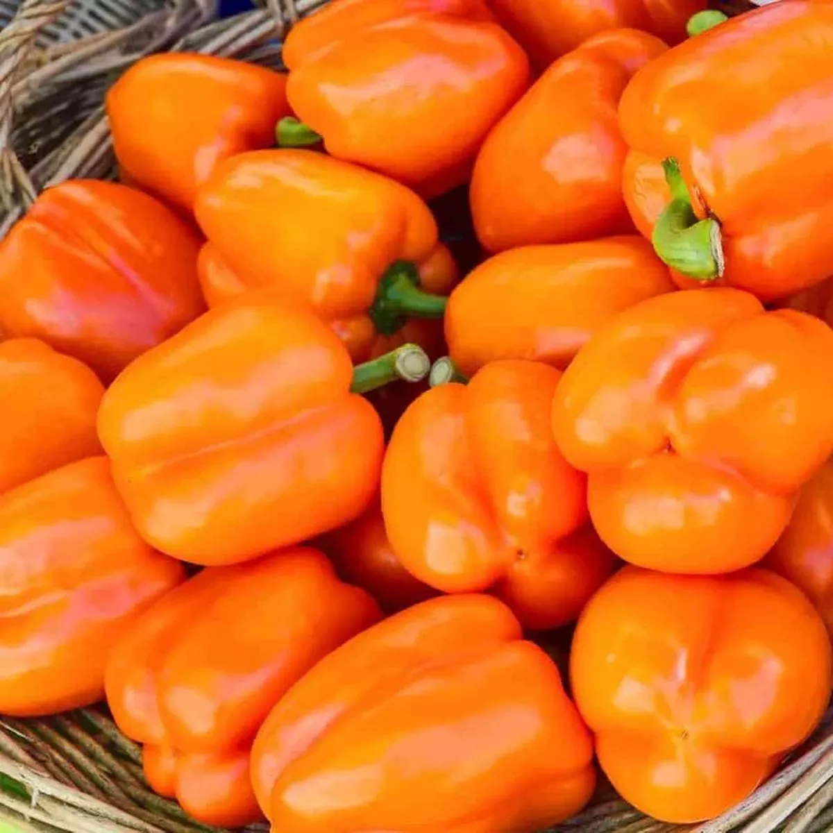 Semences de PoivronPollinisation Libre GOURMET