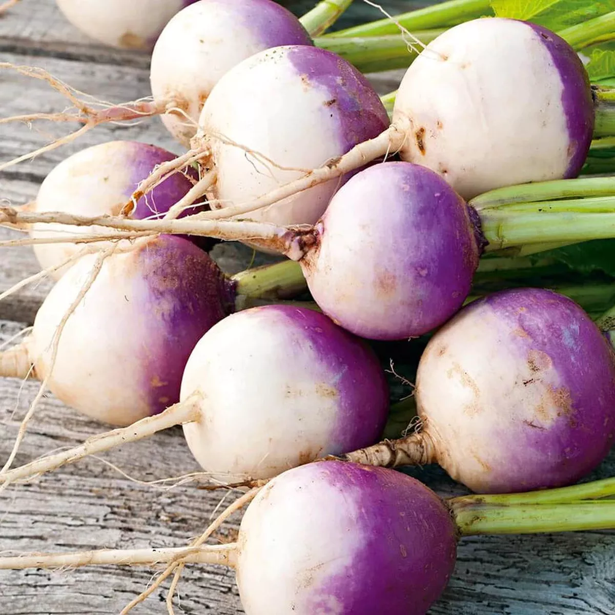 Semences de RabiolePollinisation Libre PURPLE TOP