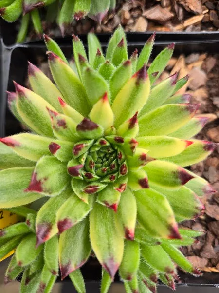 Sempervivum ‘Appleteaser’ PPAF