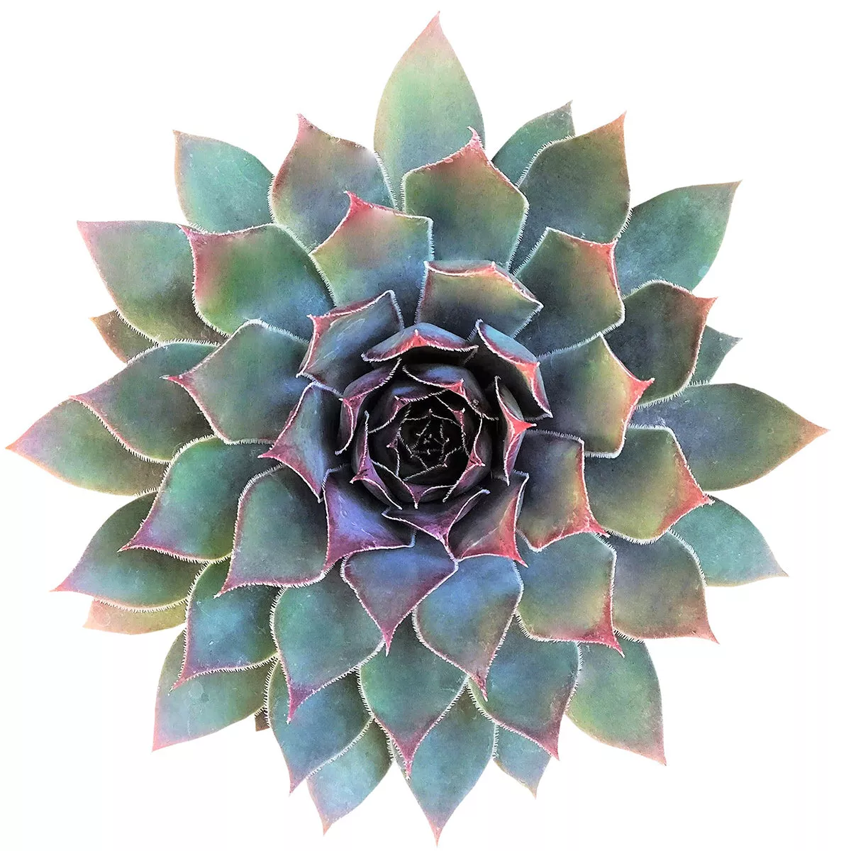 Sempervivum Grape Tone