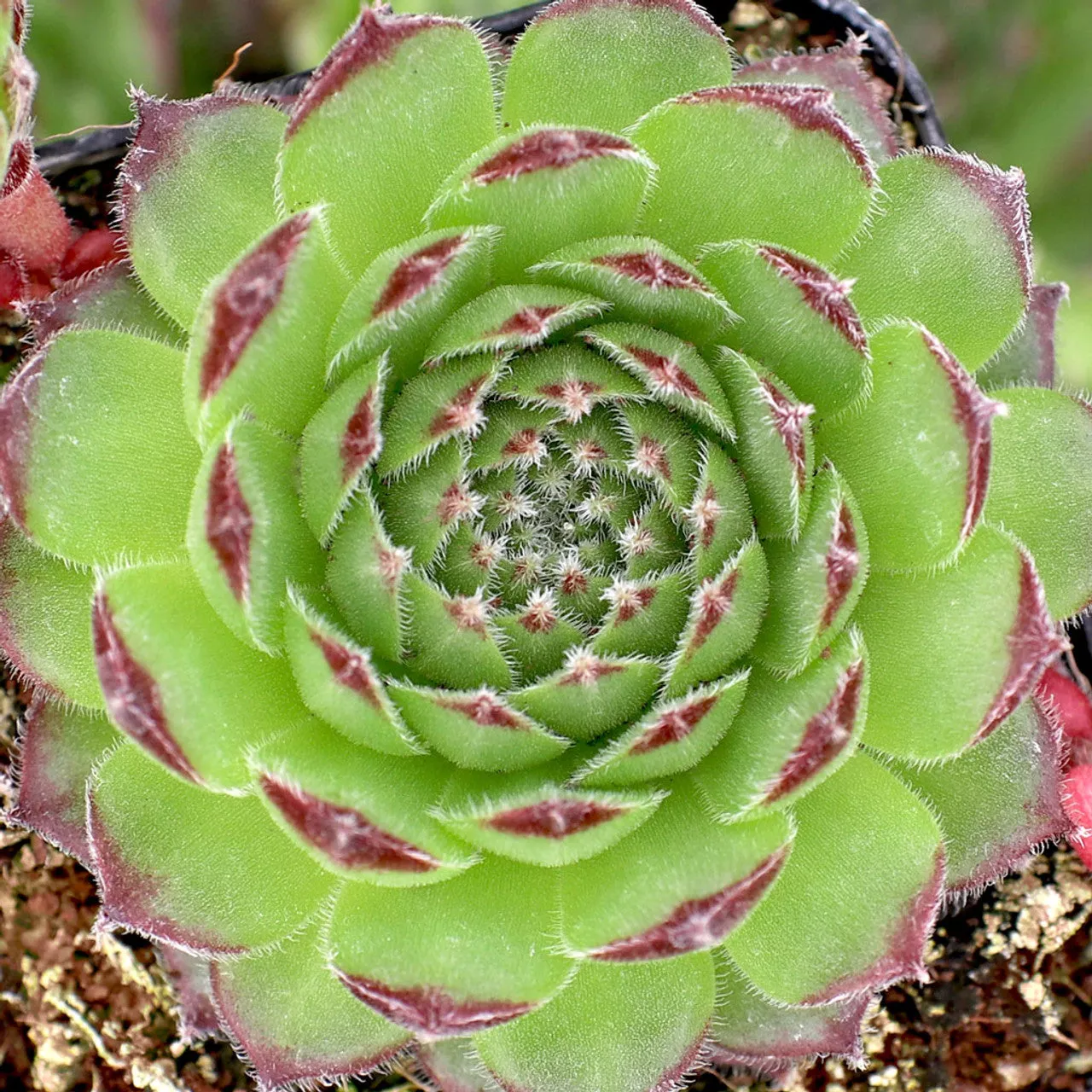 Sempervivum 'Hester'