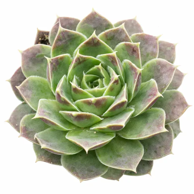 Sempervivum heuffelii 'Tan'