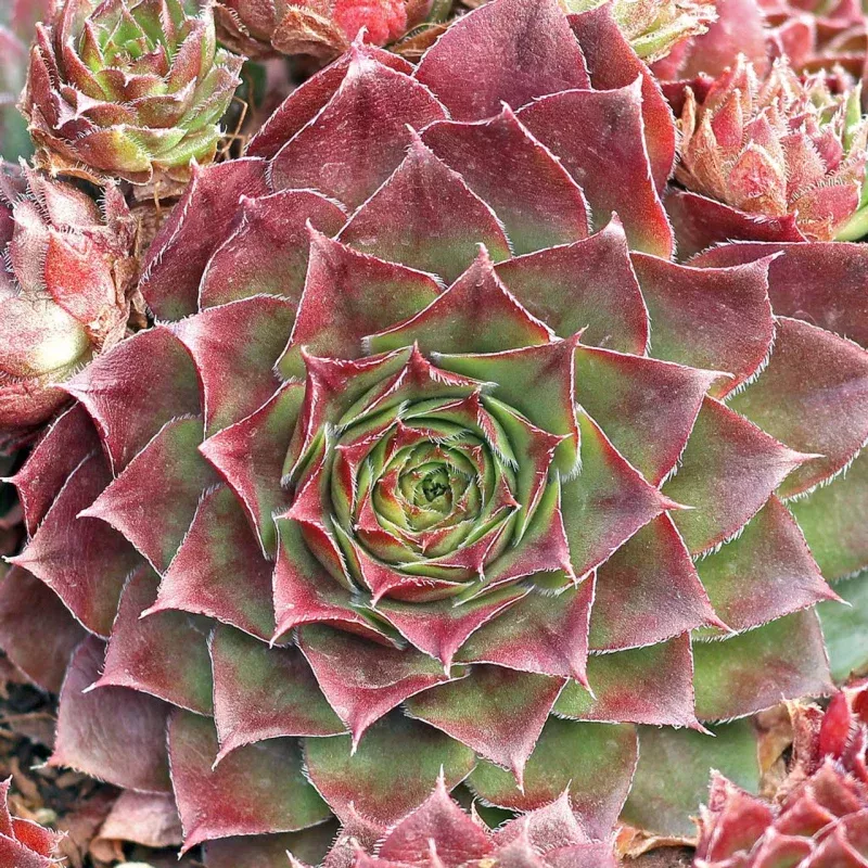 Sempervivum 'Red Rubin'