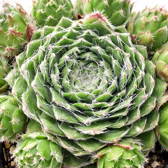 Sempervivum 'Webbi Flame'