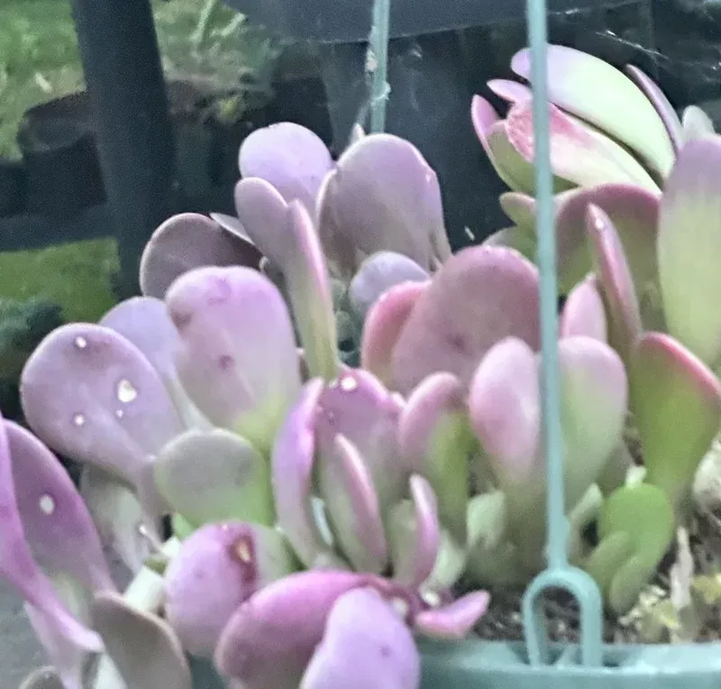 Senecio Jacobsenii Trailing Succulent Live Plant – Green Purple Jade 4-6″ Rooted