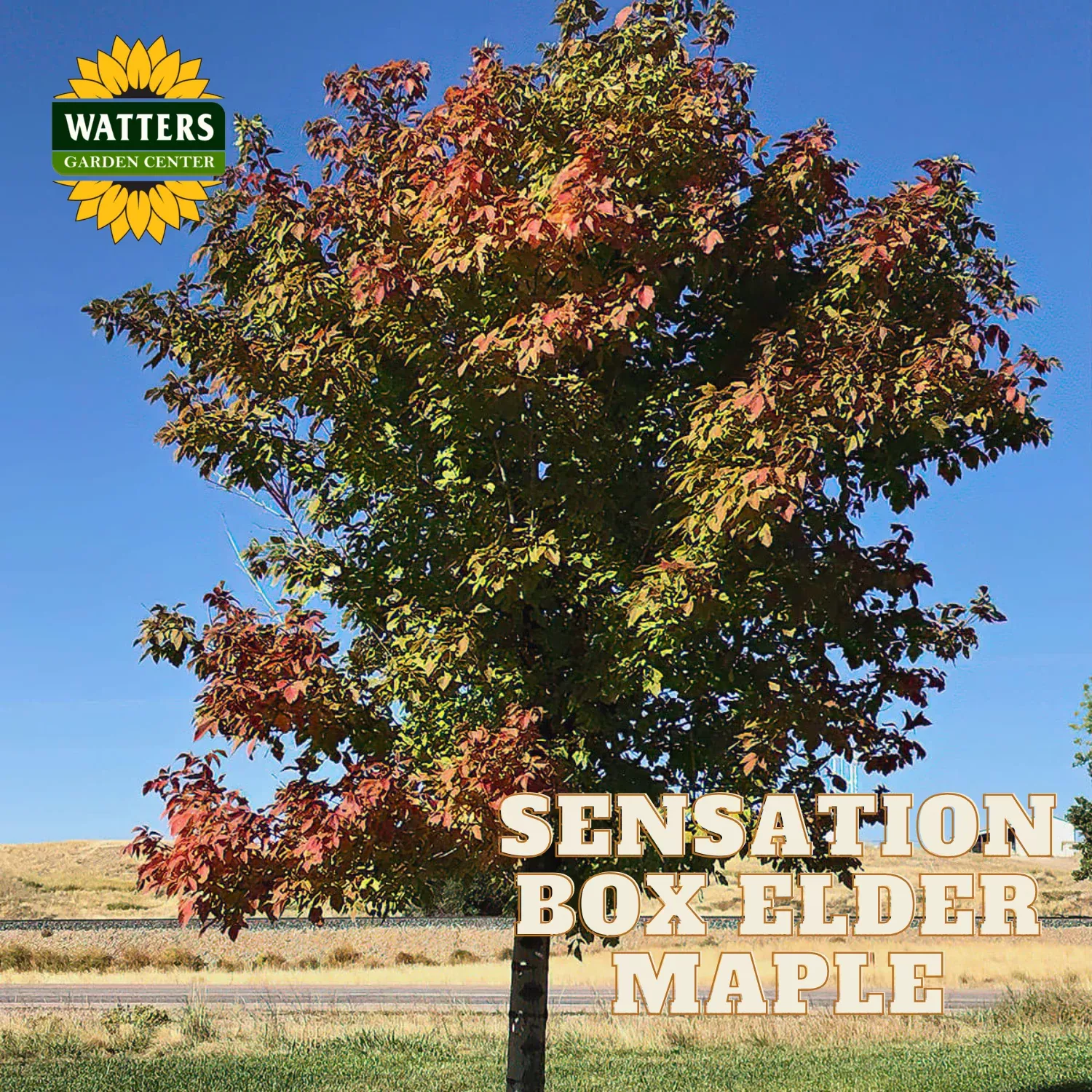 SENSATION BOXELDER MAPLE TREE 10gal
