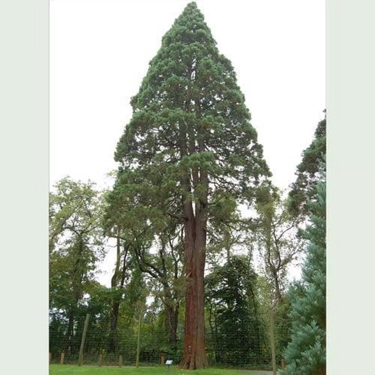 Sequoiadendron giganteum – Giant Redwood
