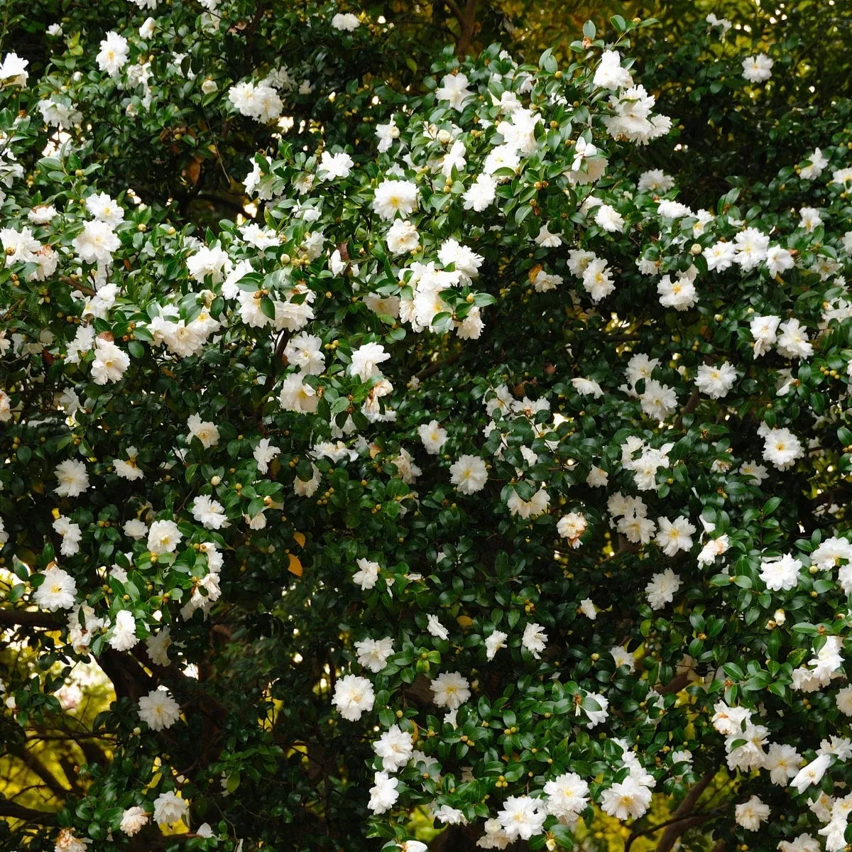 Setsugekka Camellia