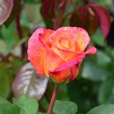 Sheila’s Perfume Floribunda Rose