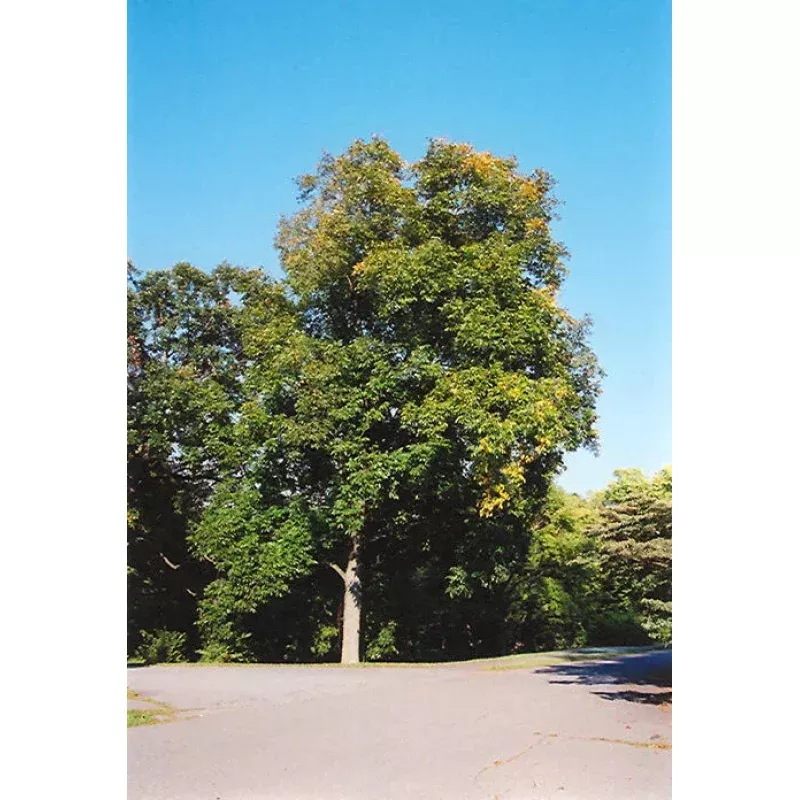 Shellbark Hickory Tree Live Plant – 8-12+ Inch Trees