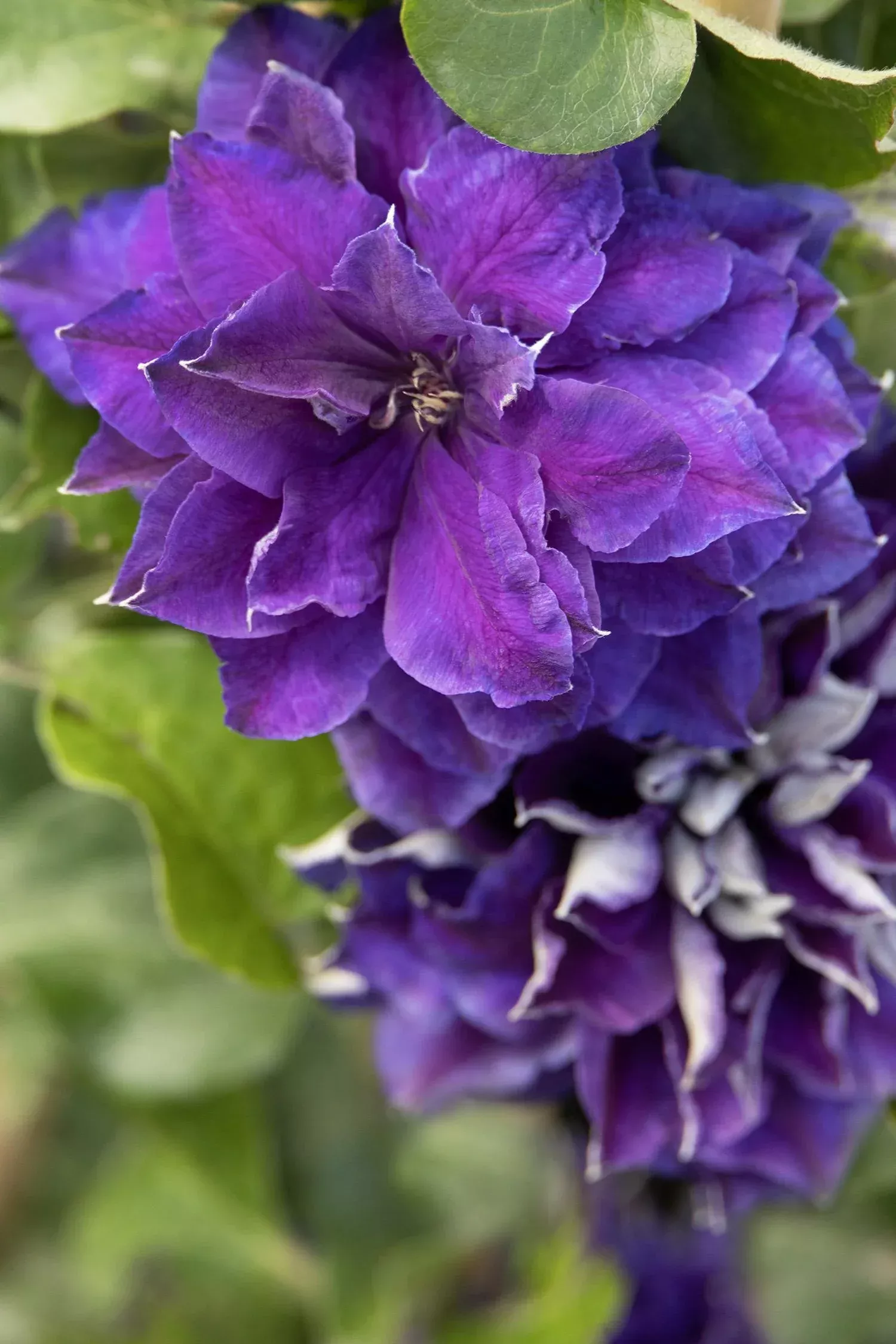 SHIN SHIGYOKU CLEMATIS 2gal