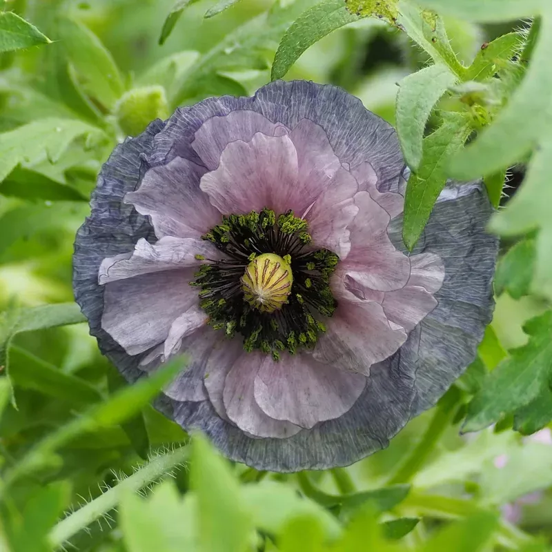 Shirley Poppy Seeds - Amazing Grey