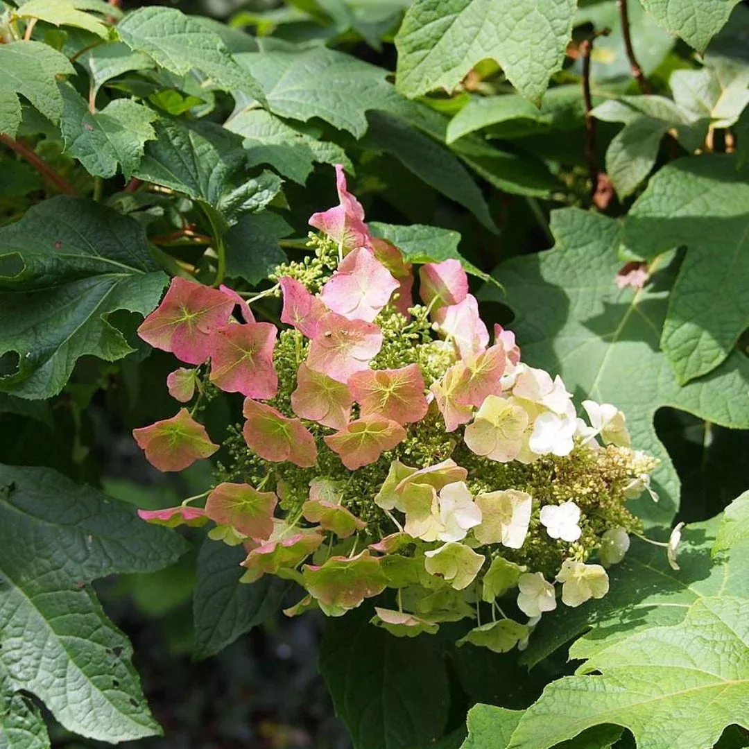 Sikes Dwarf Oakleaf Hydrangea – Miniature N | Pixies Gardens