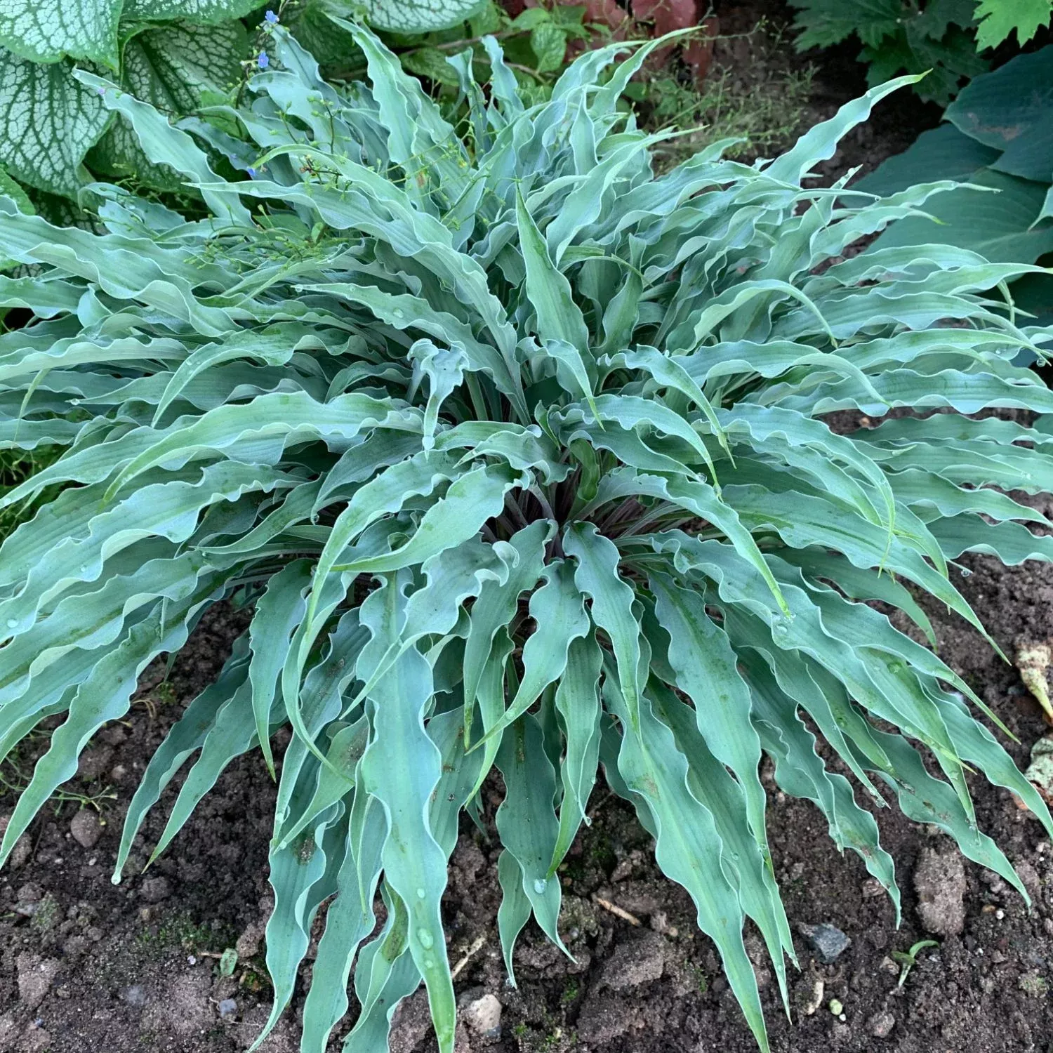 Silly String Hosta