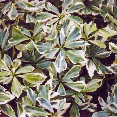 Silver Edge Japanese Spurge