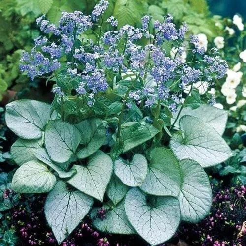 Silver Heart Brunnera