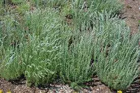 SILVER MOUND ARTEMISIA 1gal