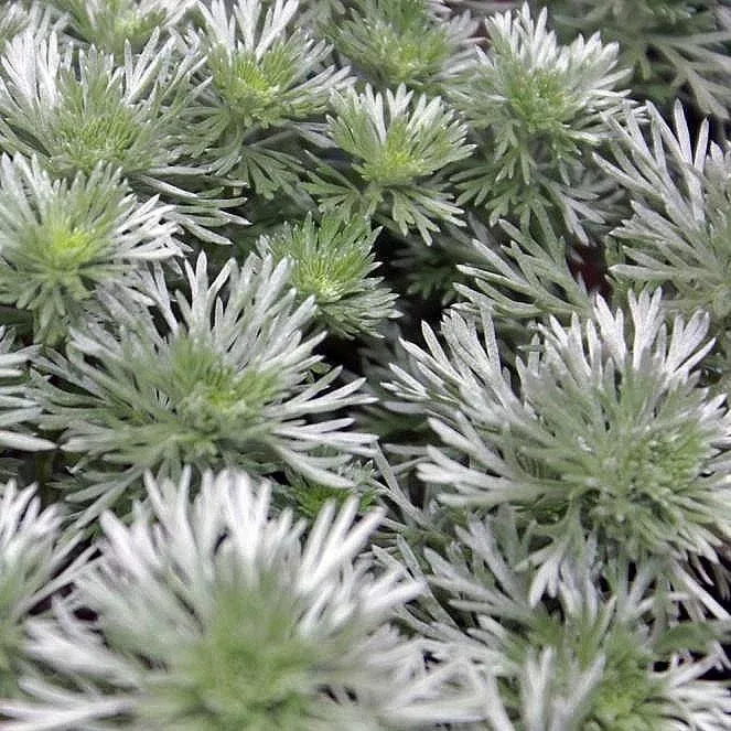 Silver Mound, Wormwood, Ghost Plant