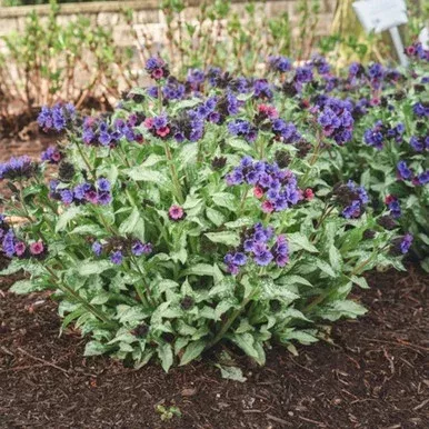 Silver Scimitar Lungwort