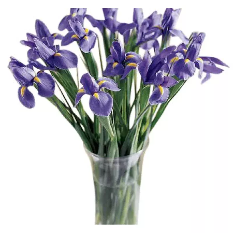 Simply Iris