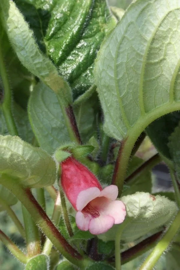 Sinningia Georgia Peach