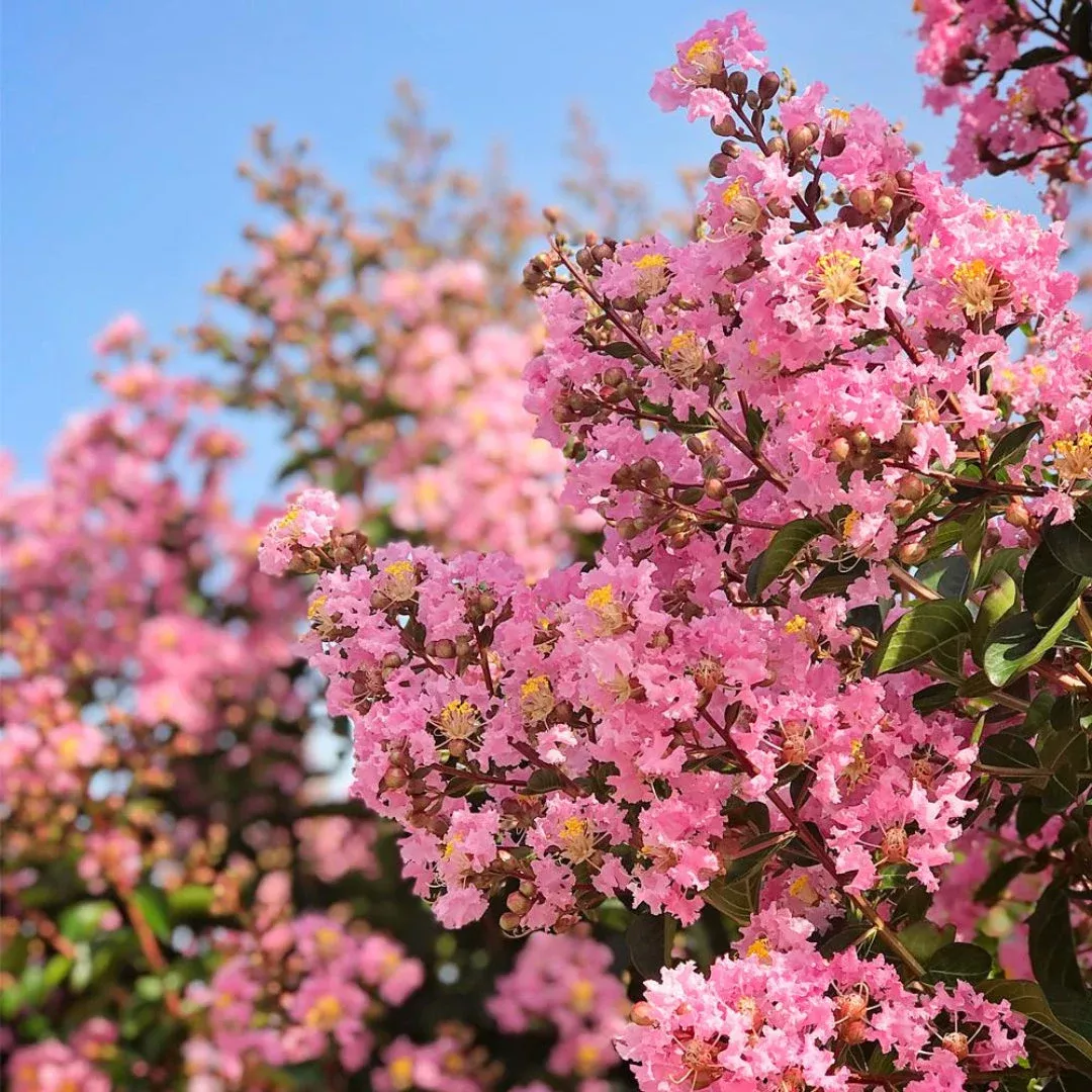 Sioux Crape Myrtle Tree – Deep Pink Summer | Pixies Gardens