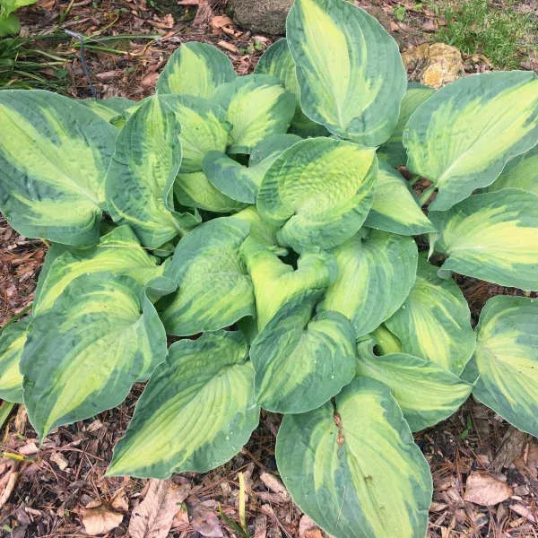 ‘Sister Act’ Starter Hosta.Super Easy to Grow. Super Cool. Ready for Spring Planting.