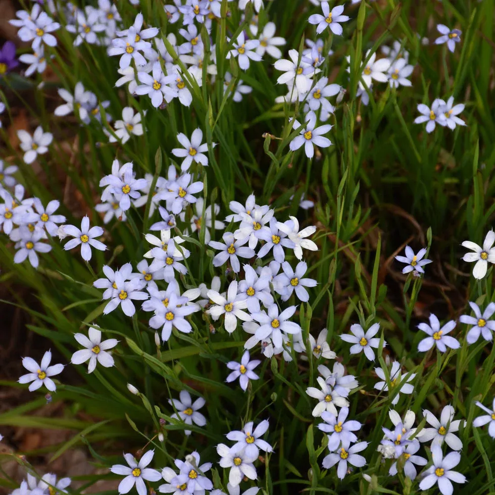 Sisyrinchium angustifolium (Blue Eyed Grass) *TB*