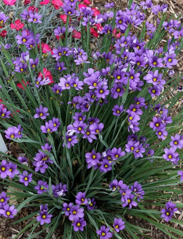 SISYRINCHIUM ANGUSTIFOLIUM `LUCERNE`