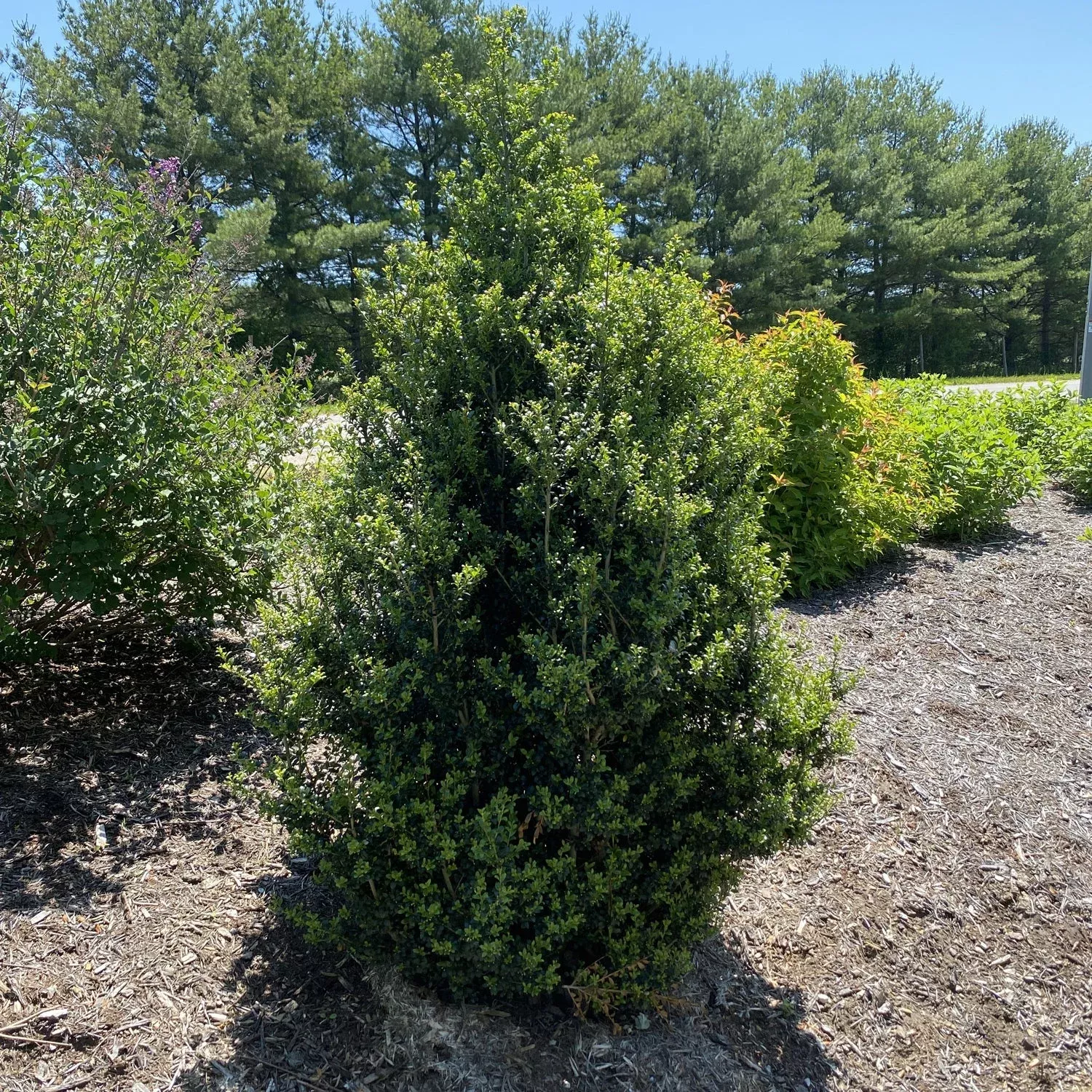 Sky Box Inkberry Holly (Ilex)