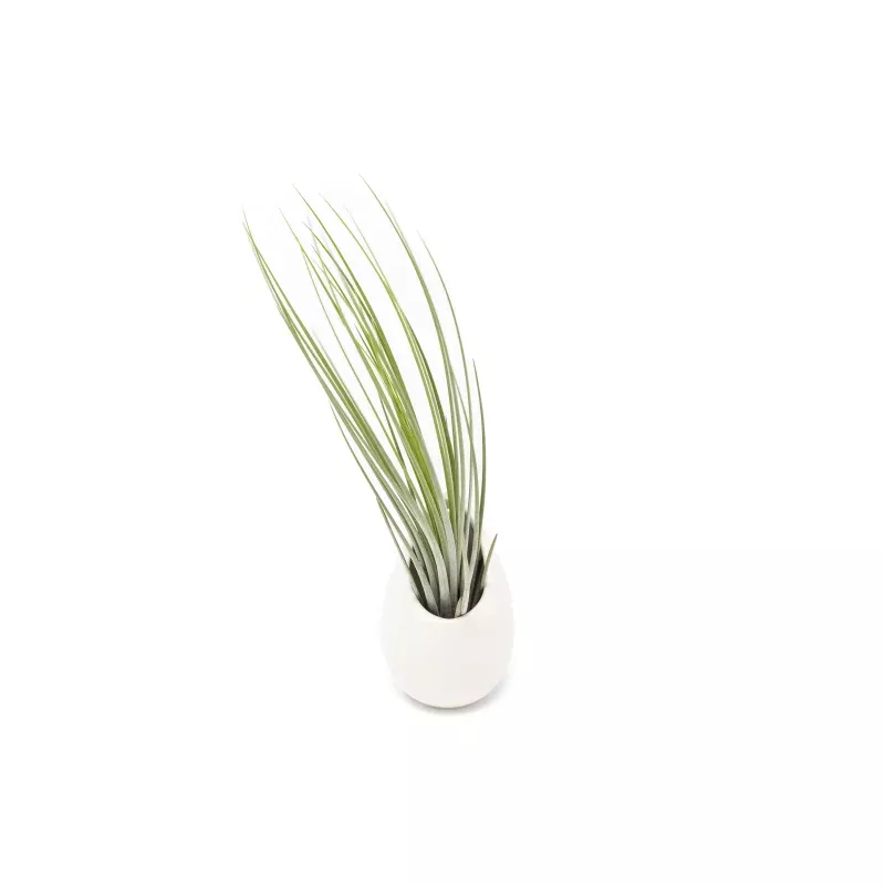 Small Ivory Ceramic Vase with Tillandsia Juncea Air Plant