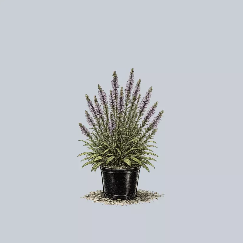 Smallhead Blazing Star