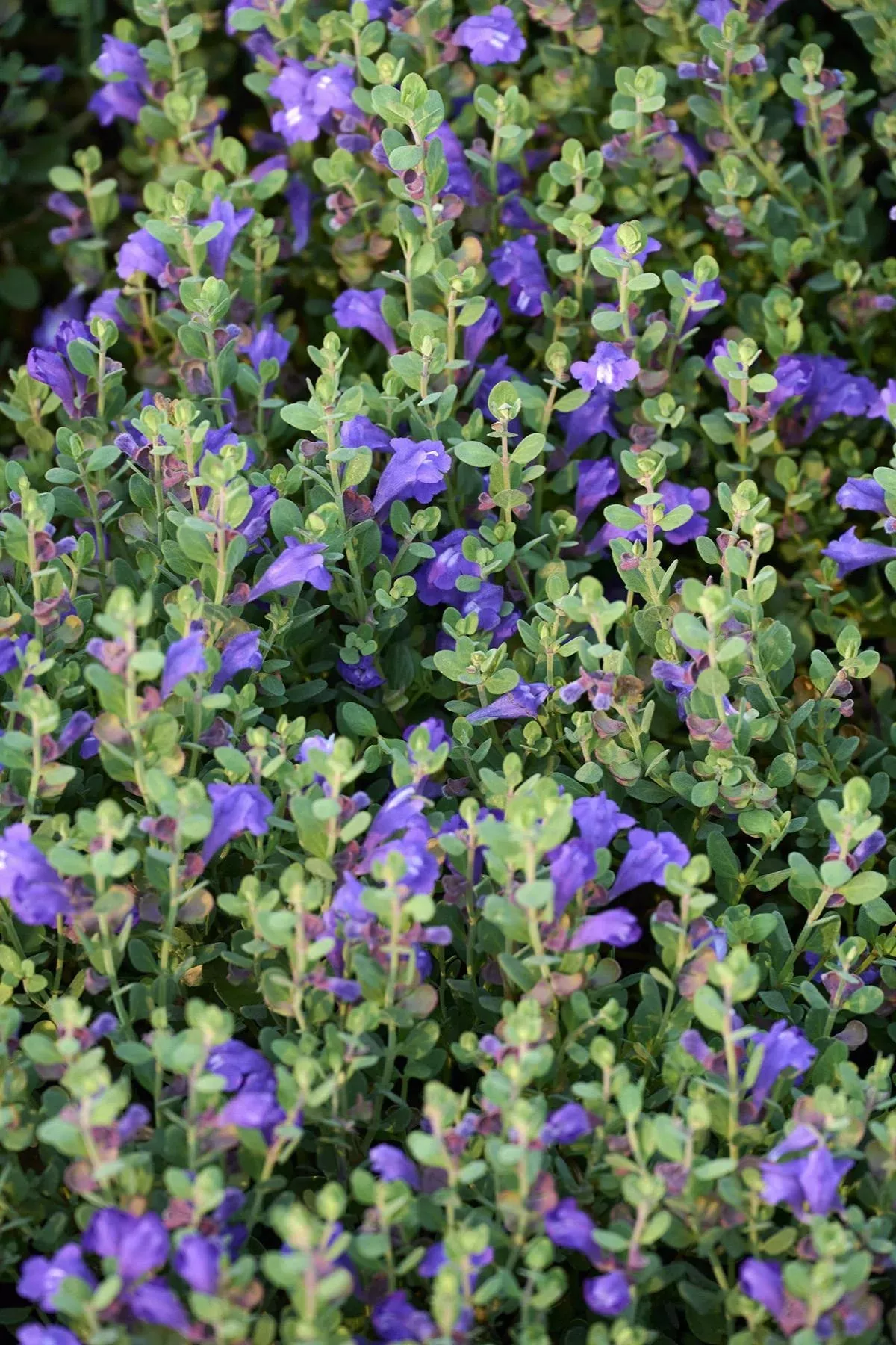 SMOKY HILLS SKULLCAP 1gal