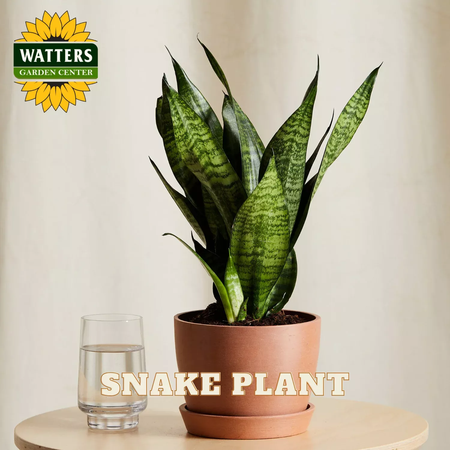 SNAKE PLANT 14in